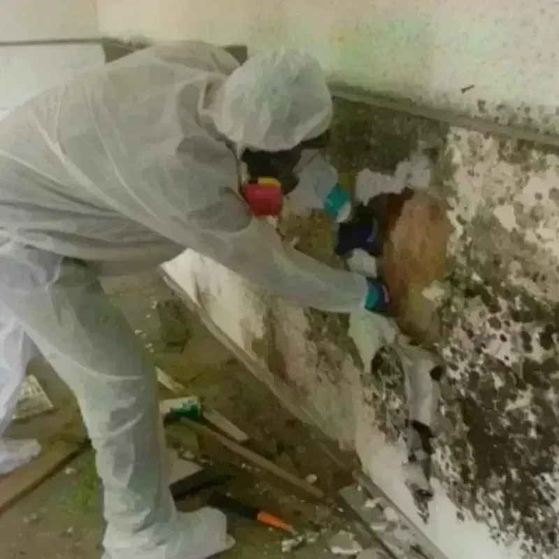 Mold Remediation and Removal in Cleora, OK